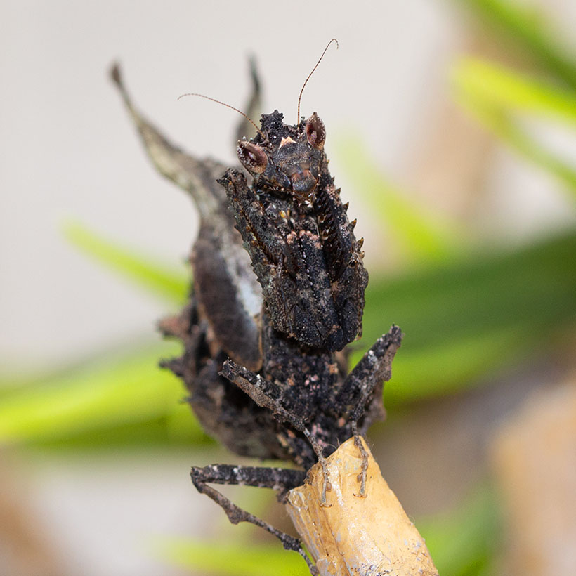 Pseudacanthops lobipes-frontal