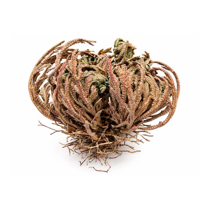 Rose von Jericho-Seite