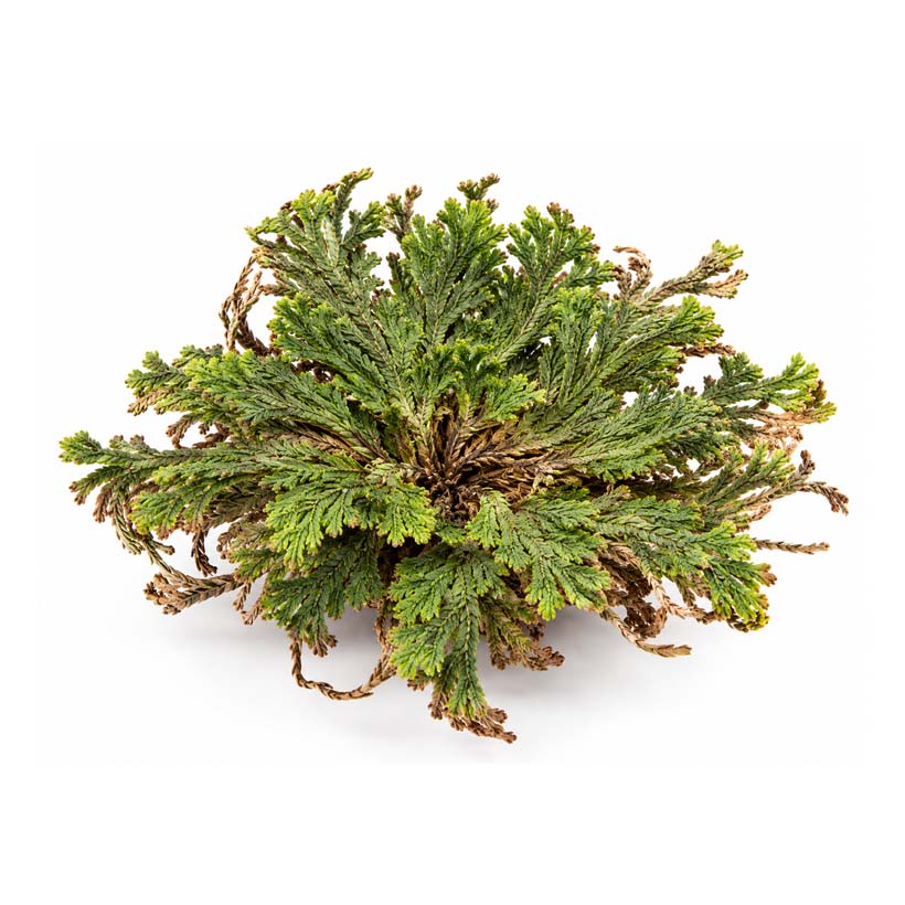 Rose von Jericho-grün