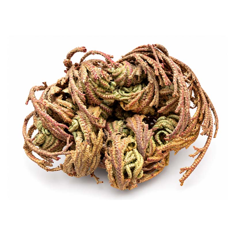 Rose von Jericho